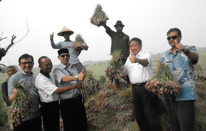 Dirjen Hortikultura Pagi Ini Kunker ke Sentra Bawang Merah di Cirebon Jabar
